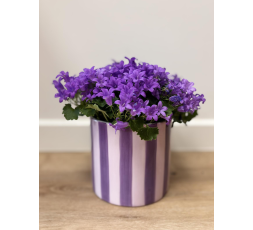 Campanule violette 
