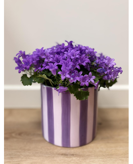 Campanule violette 
