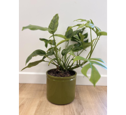 Monstera