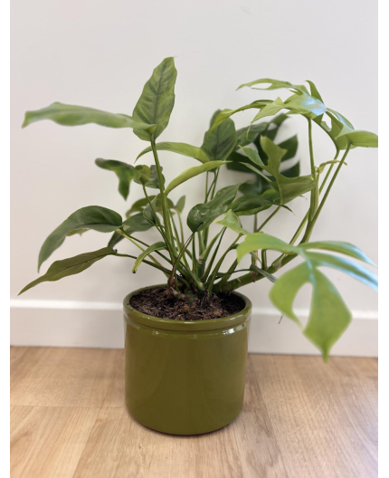 Monstera