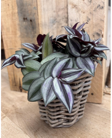 Misère (tradescantia)