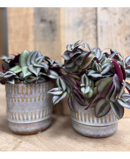 Misère (tradescantia)