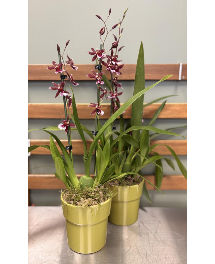 Orchidée (Oncidium)