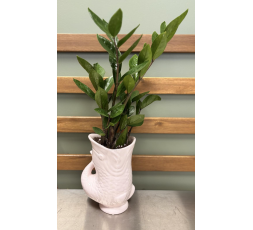 Zamioculcas