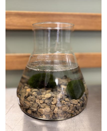 Marimo