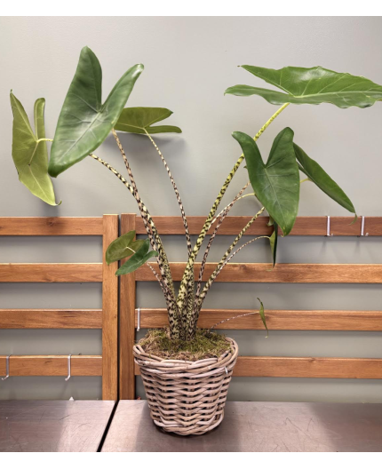 Oreille d'éléphant (Alocasia) 