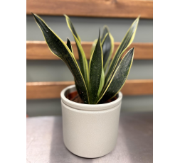 Sansevieria (langue de belle-mère)
