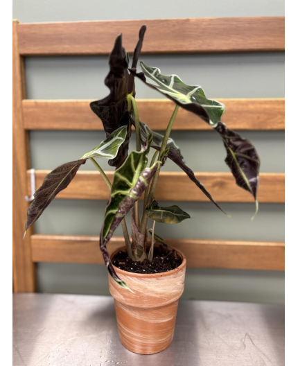 Alocasia (Polly)