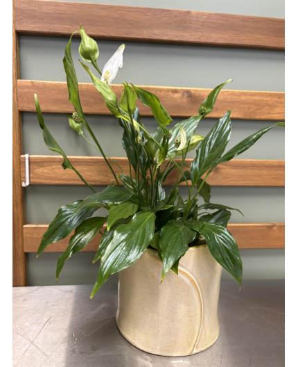 Spathiphyllum (fleur de lune)