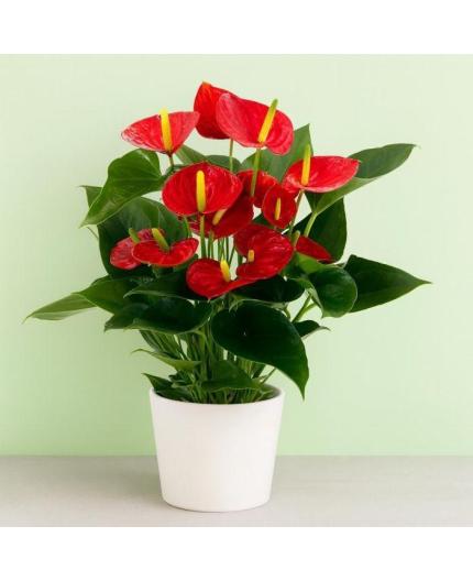 Anthurium