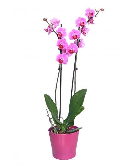 Orchidée diverses couleurs