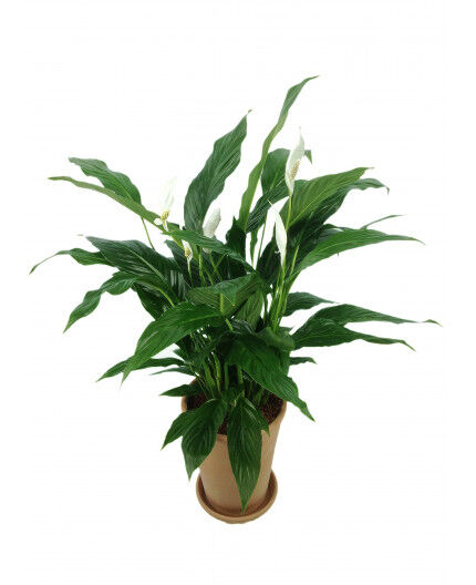 Spathiphyllum Spathiphyllum