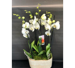 Coupe d'orchidées blanches