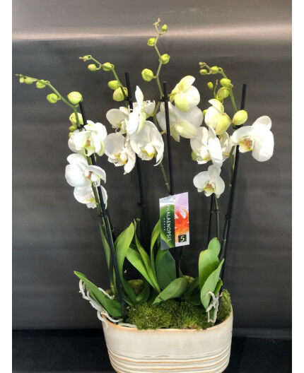 Coupe d'orchidées blanches