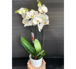 Orchidée blanche trois branches et son cache-pot