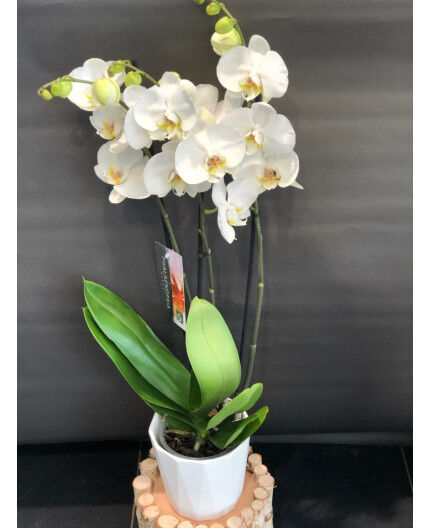 Orchidée blanche trois branches et son cache-pot