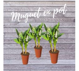 Muguet en pot décoré à partir du 28 Avril
