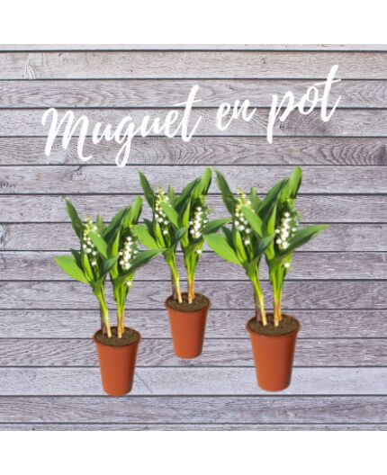 Muguet en pot décoré à partir du 28 Avril
