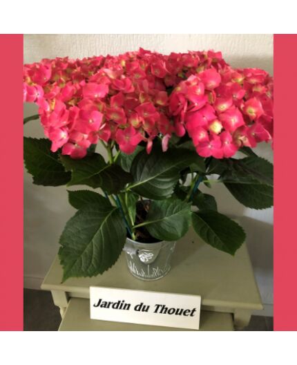 Hortensia avec cache pot