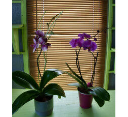 Orchidées avec cache-pot