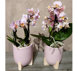 Orchidée avec cache-pot