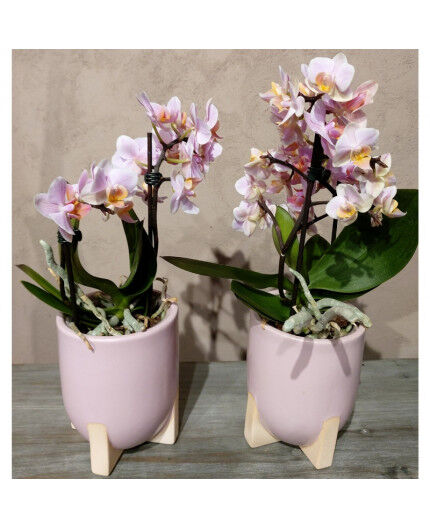 Orchidée avec cache-pot