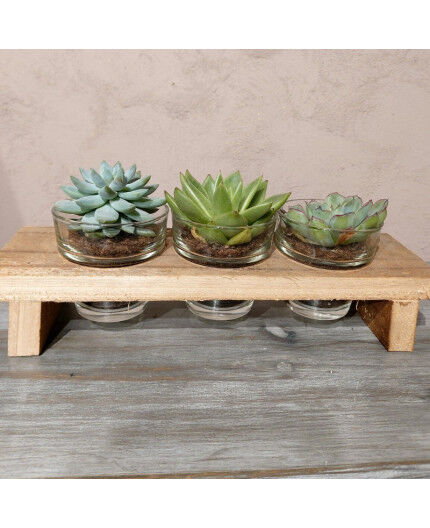 Composition de plantes grasses