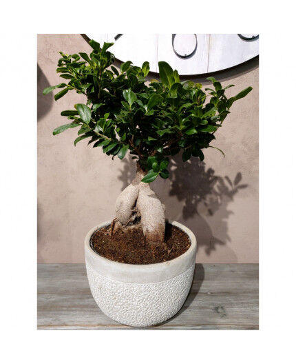 Ficus Ginseng