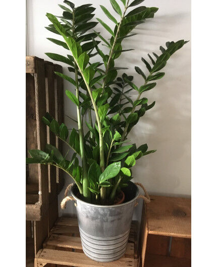 Zamioculcas