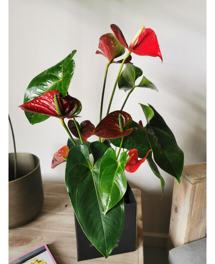 Anthurium rouge et son cache pot