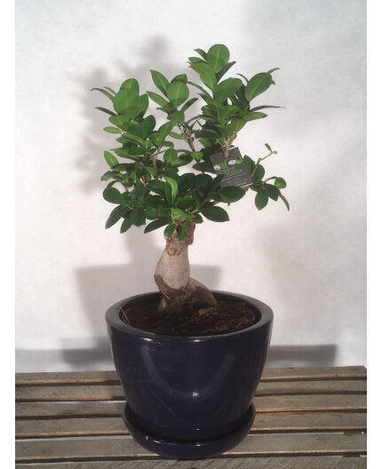 Ficus ginseng