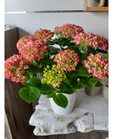 hortensia avec son cache pot 