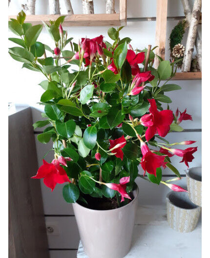 dipladenia rouge