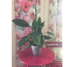 Spathiphyllum