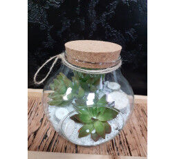 Globe de succulente  
