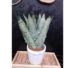 Sanseveria 
