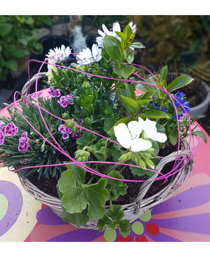 Jardin de plantes extérieures panier osier