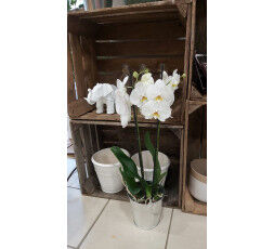 Phalaenopsis Blanc