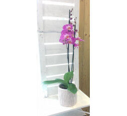 Orchidée avec cache pot