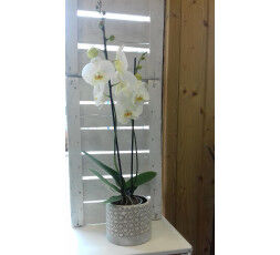Orchidée avec cache pot