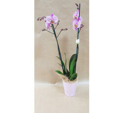 Orchidée - Phalaenopsis
