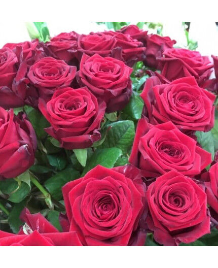 Roses rouges