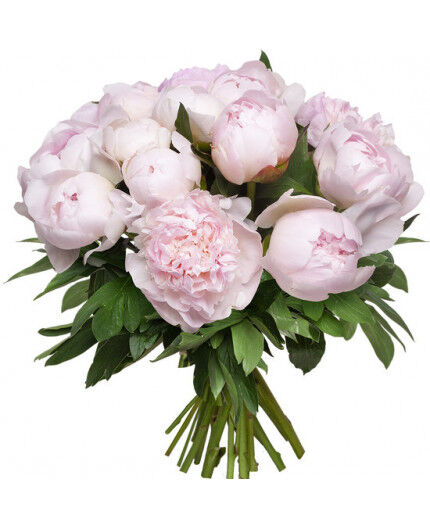 Bouquet de pivoines