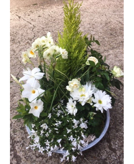 Composition de plantes extérieures