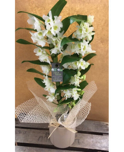 Orchidée Dendrobium