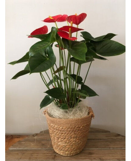 Anthurium