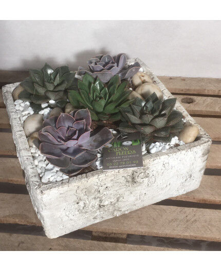 Echeverias