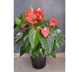 Anthurium
