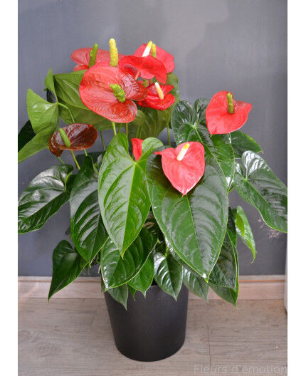 Anthurium