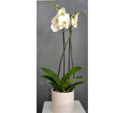 Orchidée blanche